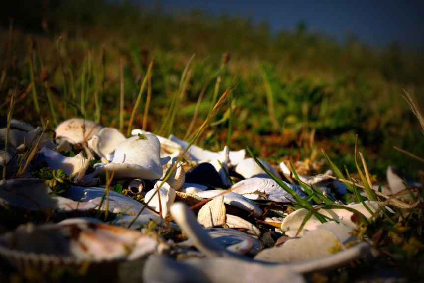 The Petty Way of&nbsp;Life