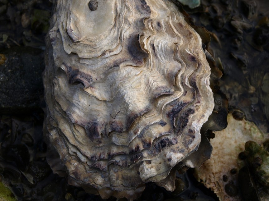 The Unsociable Female