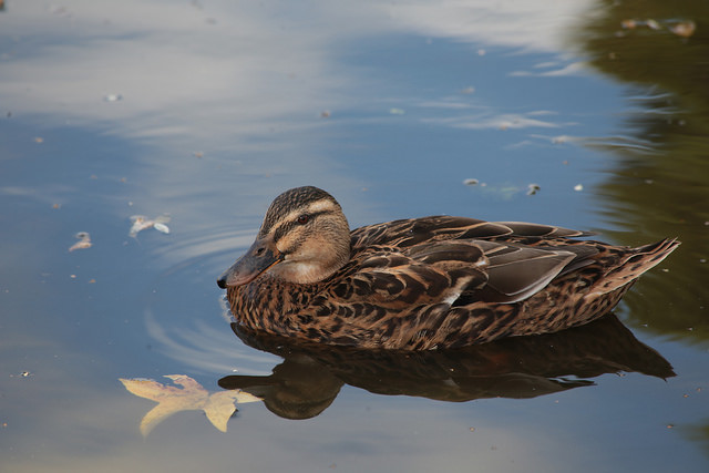 21368993531_f247be4d65_z