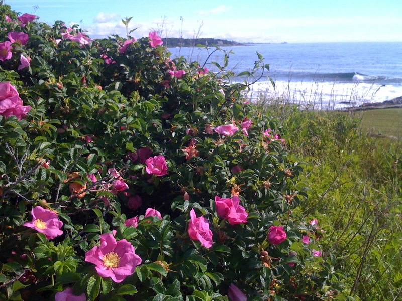 3643944646_0390e4293e_o