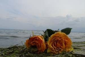 A small bed of roses. For one.